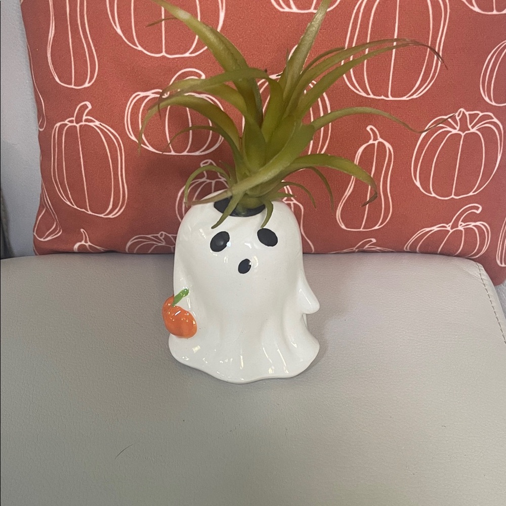 White Ghost Planter with Green Air Plant